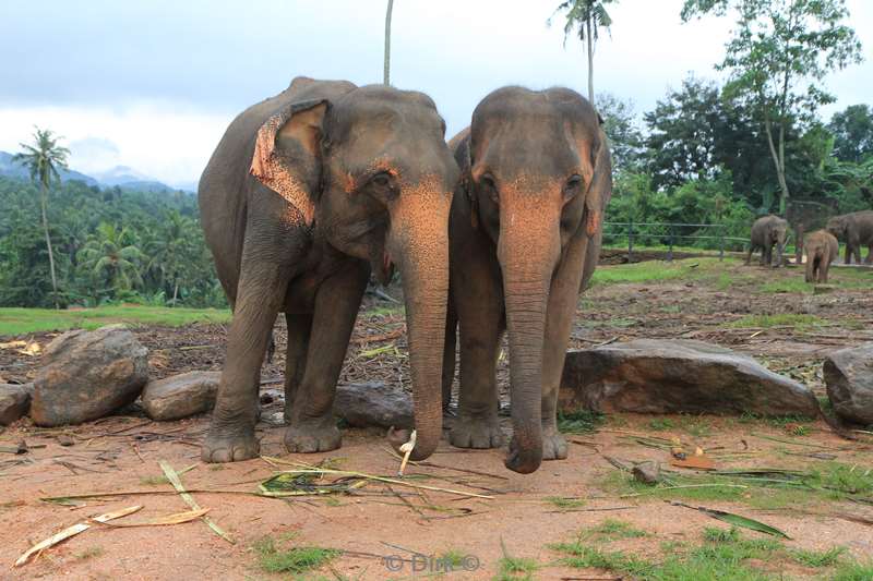 sri lanka elephant orphanage pinnawela