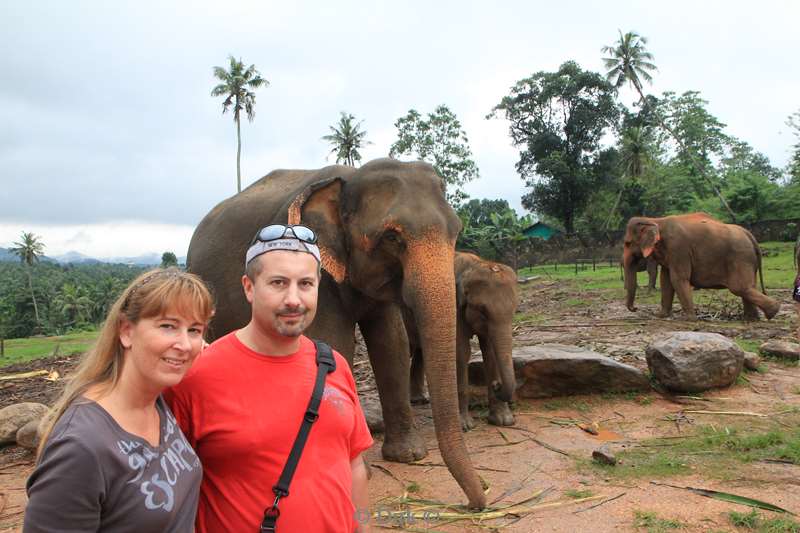 sri lanka elephant orphanage pinnawela