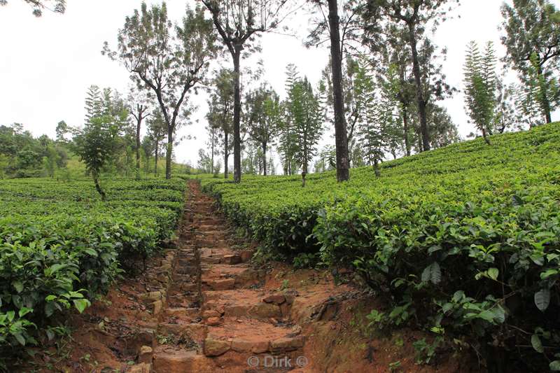 sri lanka tea plantation