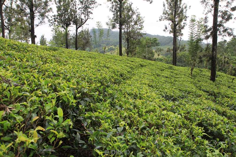 sri lanka tea plantation