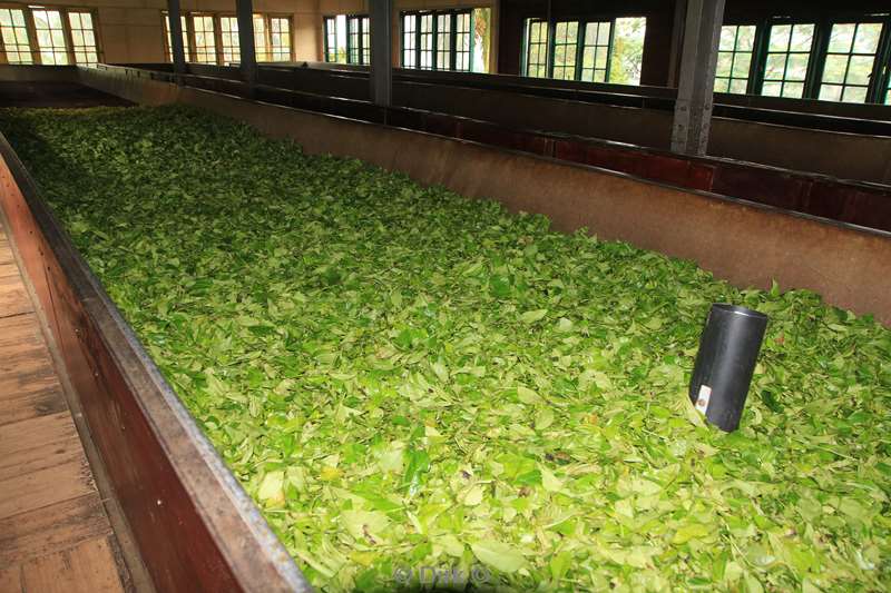 sri lanka tea processing factory