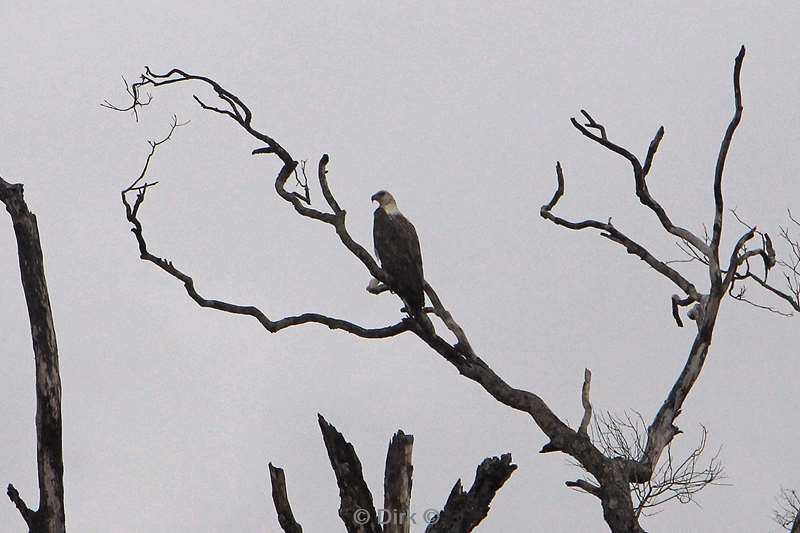 sri lanka eagle