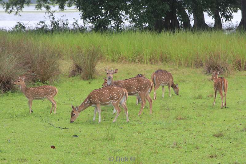 sri lanka deer