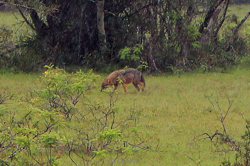 sri lanka jackal