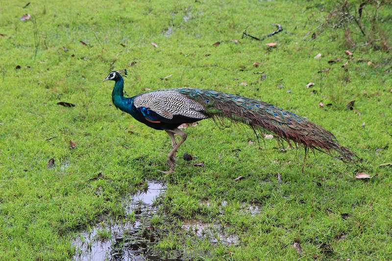 sri lanka peacock