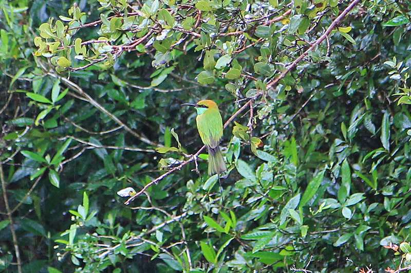 sri lanka bird