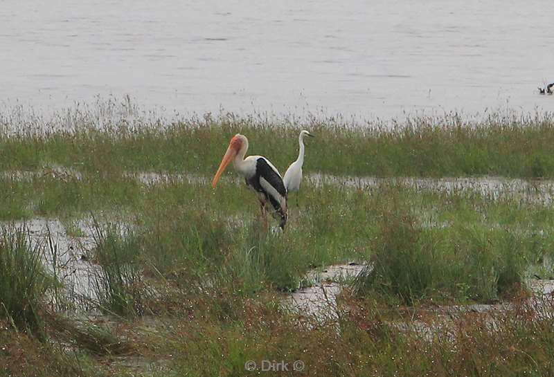 sri lanka waterbirds