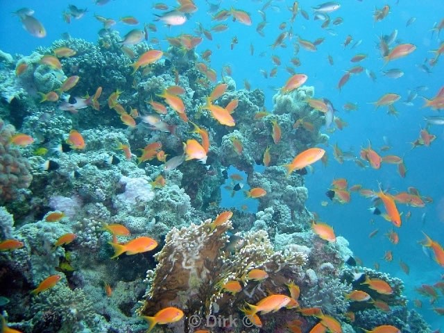 Egypte scuba diving duiken in Marsa Alam Port Ghalib de Rode Zee