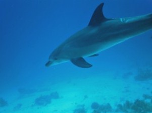 dolfijnen duiken egypte marsa alam port ghalib