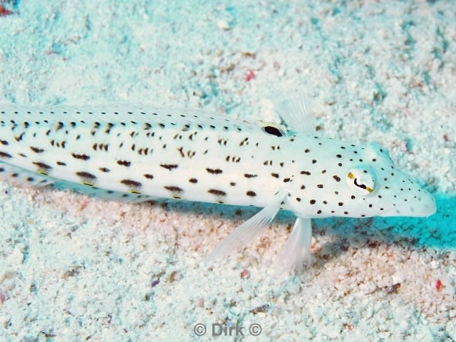 scuba diving duiken egypte