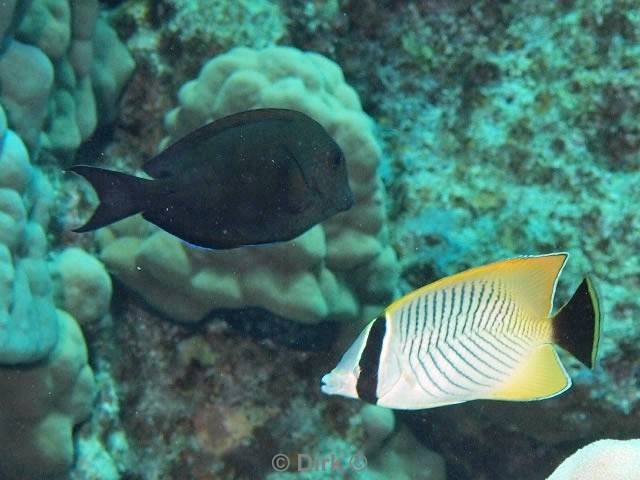 scuba diving duiken egypte