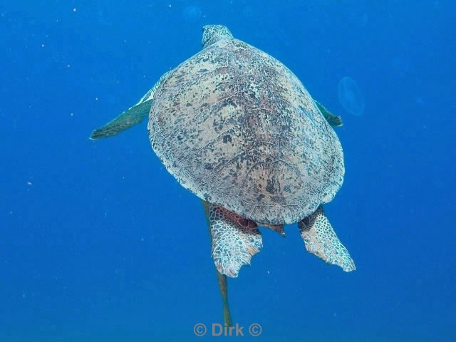 scuba diving duiken egypte