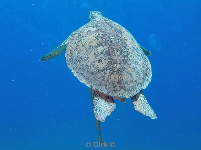 scuba diving duiken egypte