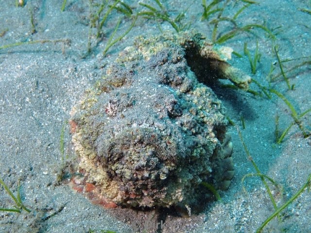 scuba diving duiken egypte