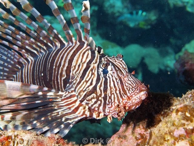 scuba diving duiken egypte