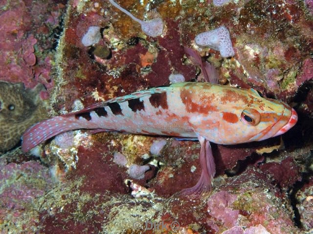 scuba diving duiken egypte