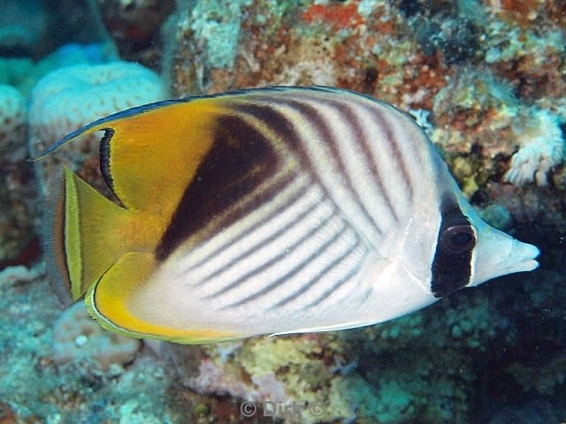 scuba diving duiken egypte