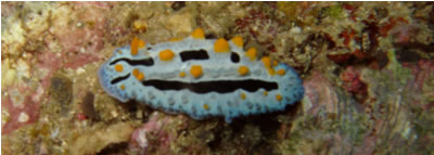 nudibranch duiken Filipijnen Manado