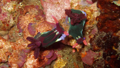 nudibranch duiken Filipijnen Manado