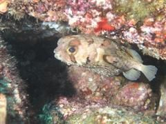 duiken diving Baja California Mexico La Paz