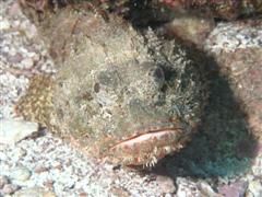 duiken diving Baja California Mexico La Paz