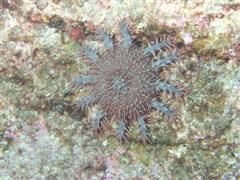 duiken diving Baja California Mexico La Paz