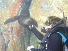 duiken diving Baja California Mexico La Paz