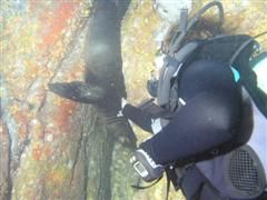 duiken diving Baja California Mexico La Paz