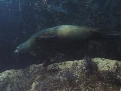 duiken diving Baja California Mexico La Paz