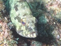 duiken diving Baja California Mexico La Paz