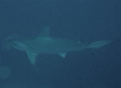 duiken diving Baja California Mexico La Paz