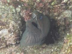 duiken diving Baja California Mexico La Paz