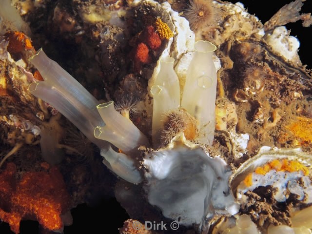 duiken diving Oosterschelde Zeeland Oesterdam