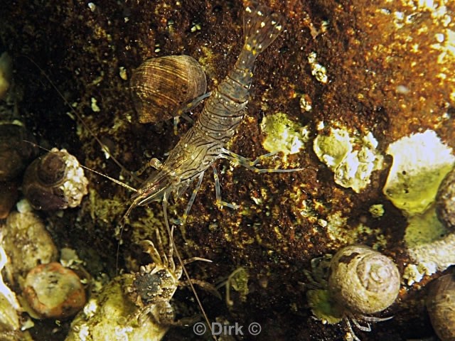 duiken diving Oosterschelde Zeeland Oesterdam