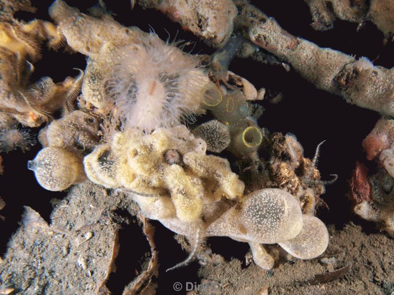 duiken diving Oosterschelde Zeeland Wemeldige tetjes