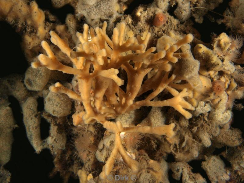 duiken diving Oosterschelde Zeeland Wemeldige tetjes