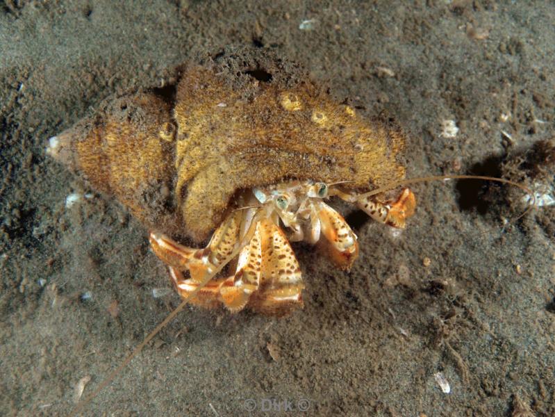 duiken diving Oosterschelde Zeeland Wemeldige tetjes