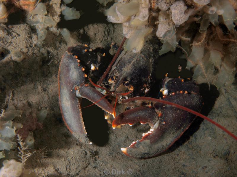 duiken diving Oosterschelde Zeeland Wemeldige tetjes