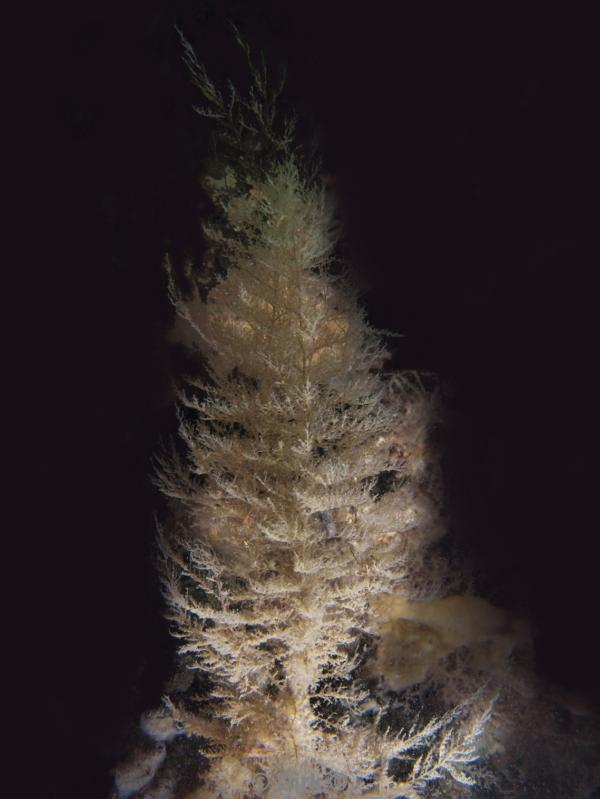 duiken diving Oosterschelde Zeeland Wemeldige tetjes