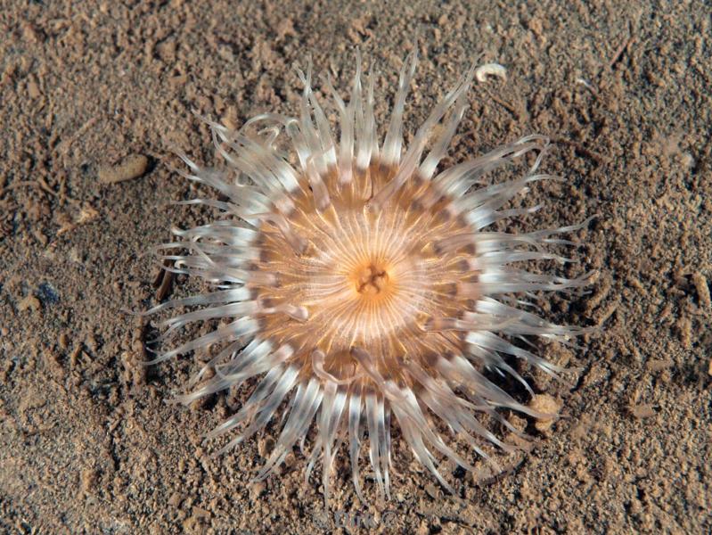 duiken diving Oosterschelde Zeeland Wemeldige tetjes