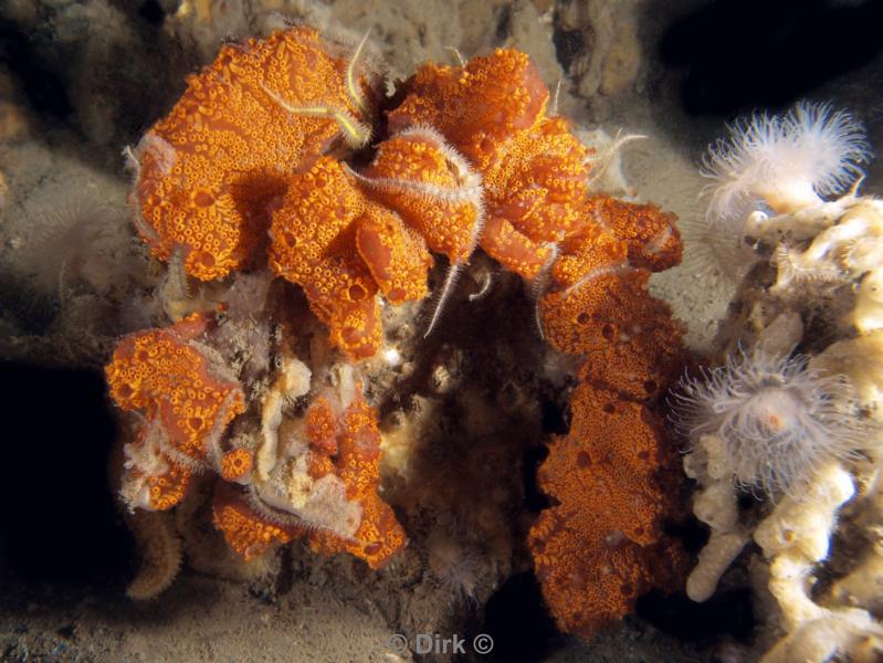 duiken diving Oosterschelde Zeeland Wemeldige tetjes