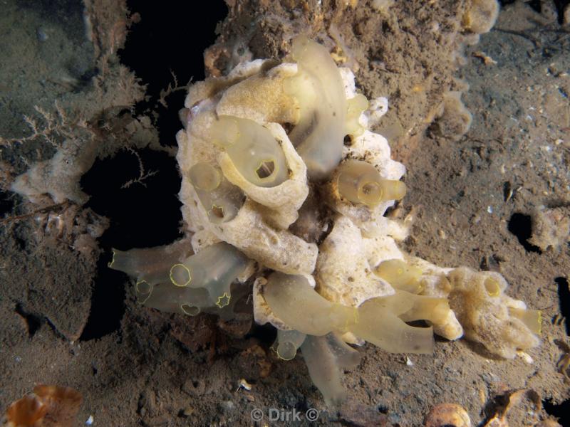 duiken diving Oosterschelde Zeeland Wemeldige tetjes