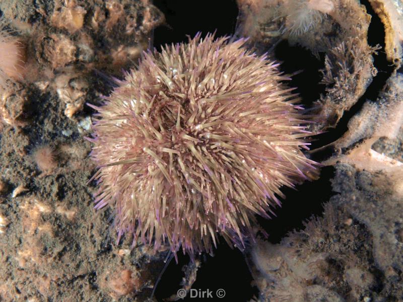 duiken diving Oosterschelde Zeeland Wemeldige tetjes