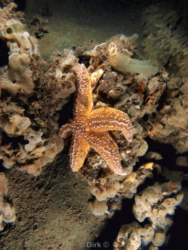 duiken diving Oosterschelde Zeeland Wemeldige tetjes