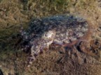 Baby Sepia Duiken Oosterschelde Wemeldinge