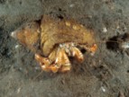 Hermietkreeft Duiken Oosterschelde Wemeldinge