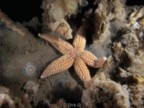 Zeester Duiken Oosterschelde Wemeldinge