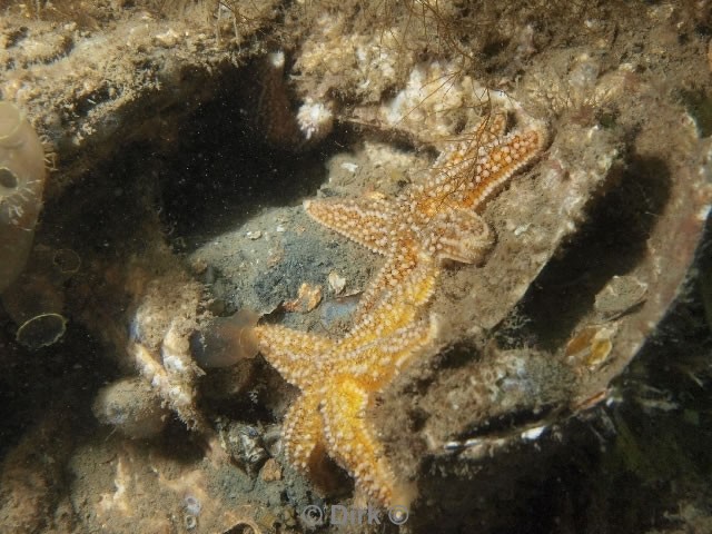 duiken diving Oosterschelde Zeelandbrug