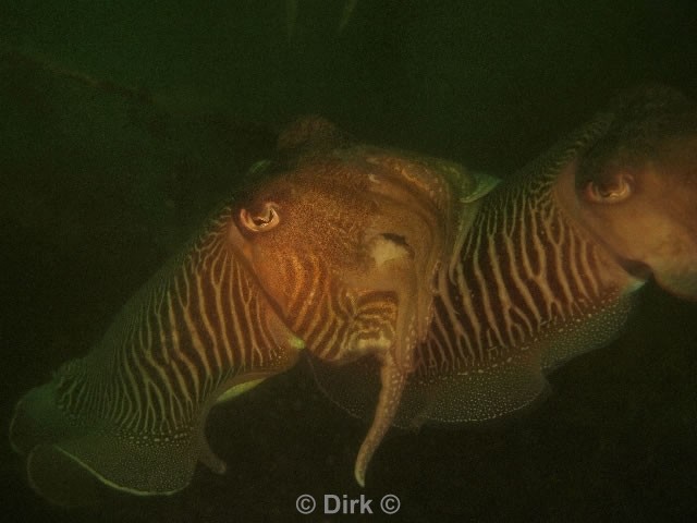 duiken diving Oosterschelde Zeelandbrug