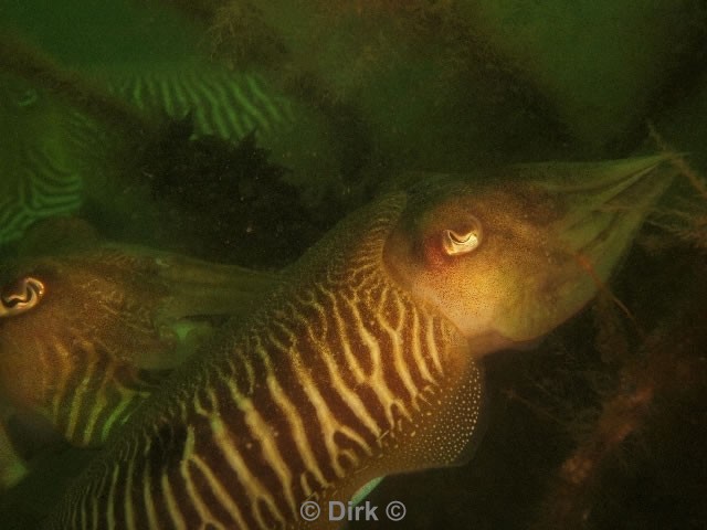 duiken diving Oosterschelde Zeelandbrug